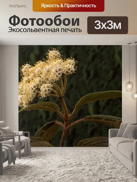 Фотообои Вечнозеленый снежок