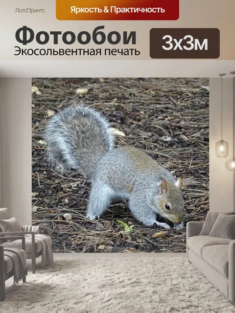 Фотообои Серый Белка