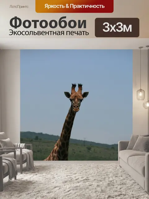 Фотообои высокий жираф голова