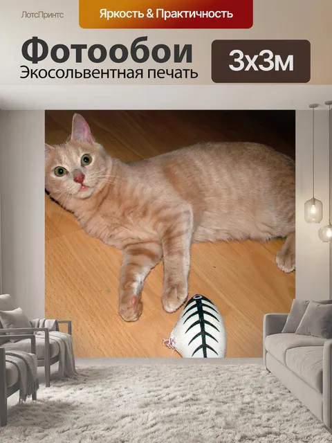 Фотообои Кот с игрушкой