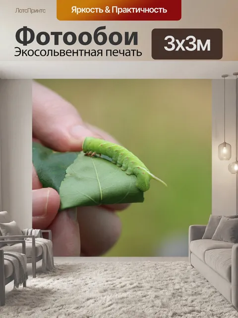 Фотообои Волнистая сфинксная гусеница на листьях