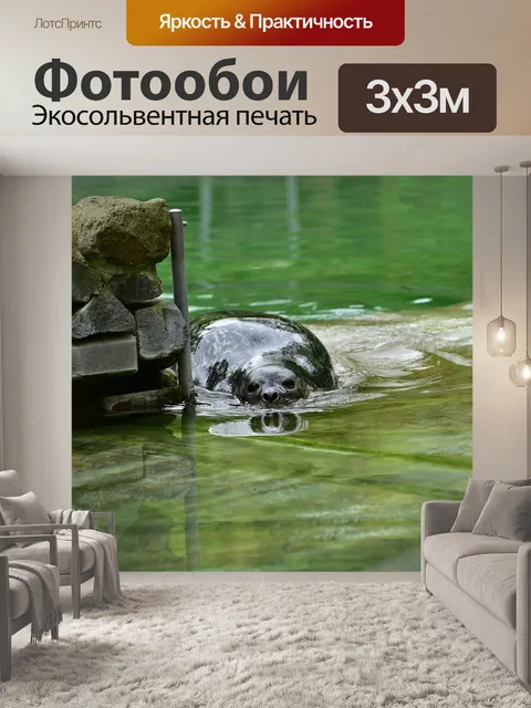 Фотообои Серый тюлень