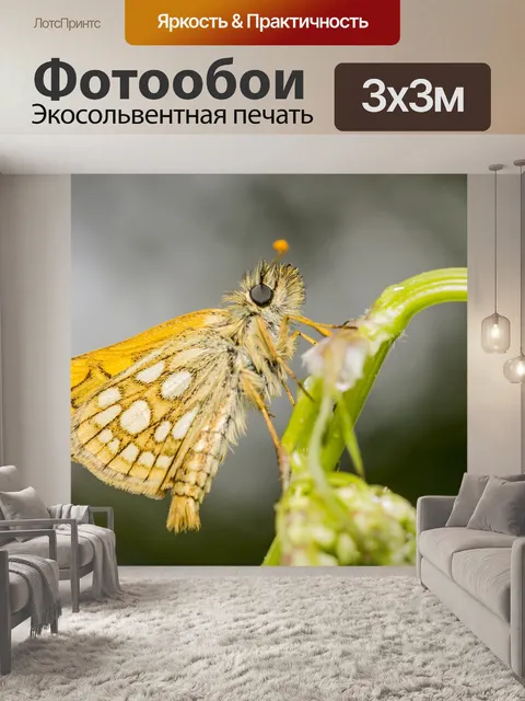 Фотообои Клетчатый шкипер