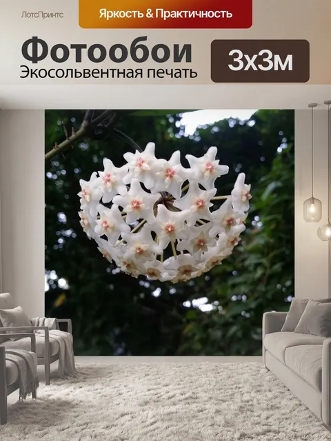 Фотообои Зонтик орхидея