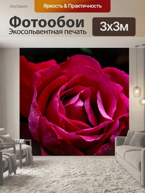 Фотообои Крупный план темно-розовой розы