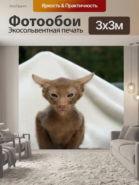Фотообои Кот