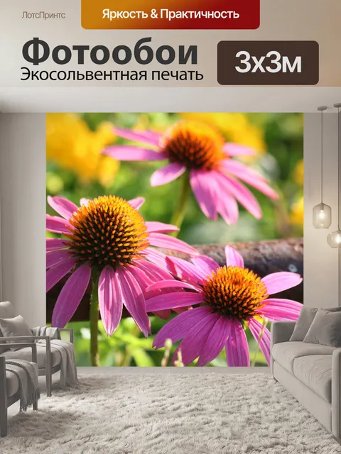 Фотообои Два розовых Coneflowers крупным планом
