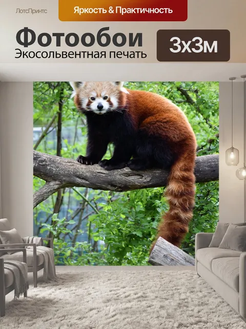 Фотообои Красная панда