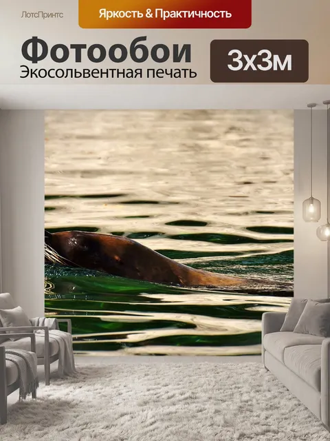 Фотообои Тюлень