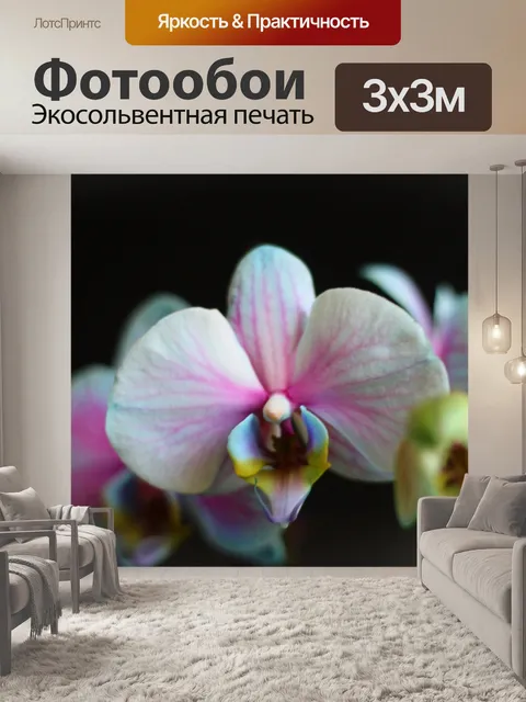 Фотообои Цветы орхидеи