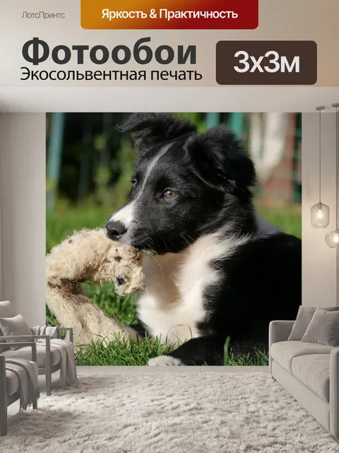 Фотообои Бордер-колли
