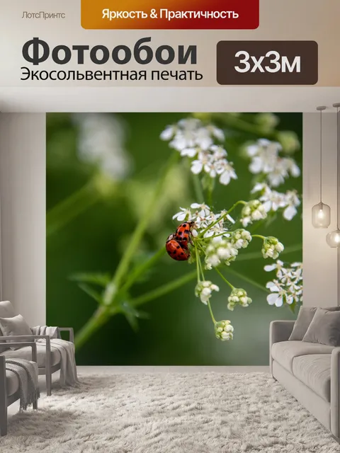 Фотообои божья коровка, кокчинеллида
