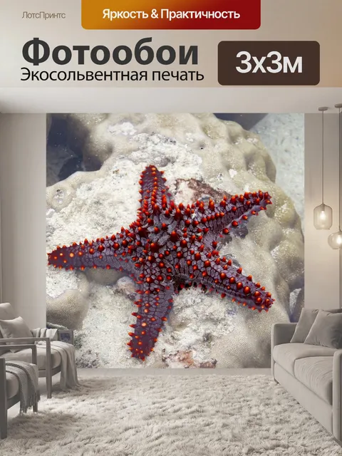 Фотообои морская звезда
