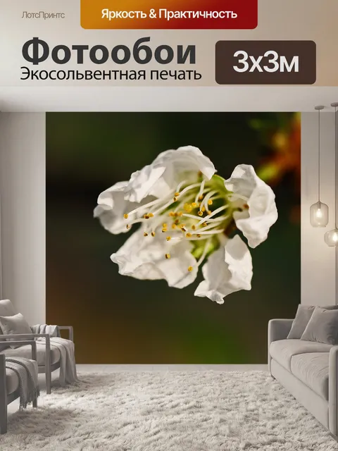 Фотообои вид на цветущее белое фруктовое дерево