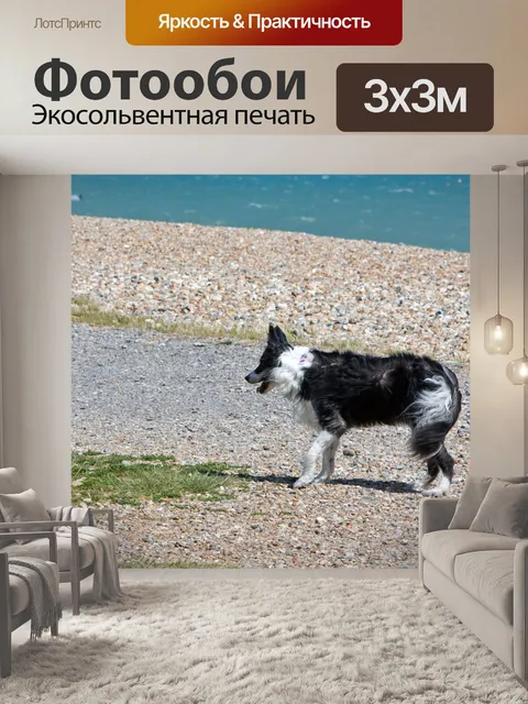 Фотообои Собака бордер-колли