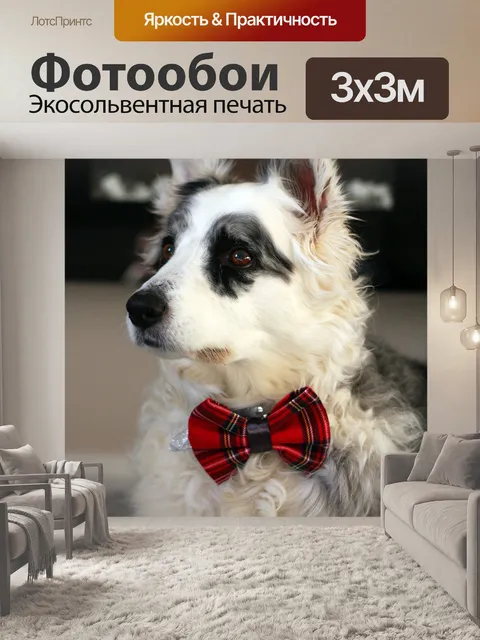 Фотообои Бордер-колли