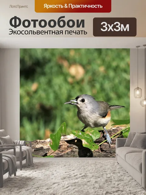 Фотообои Весенняя тиммуса весной
