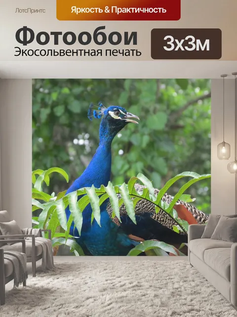 Фотообои Павлин