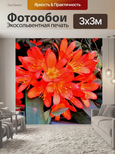 Фотообои Кливия miniata