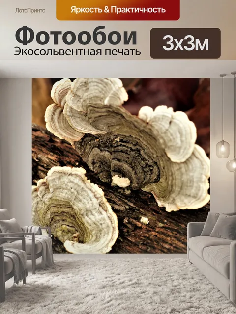 Фотообои Крупный план гриба скобки индейки