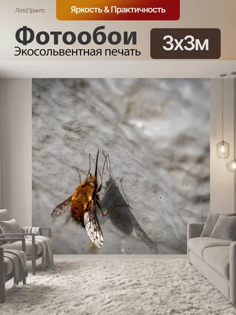 Фотообои Виды мух, пятнистый шерстистый планер
