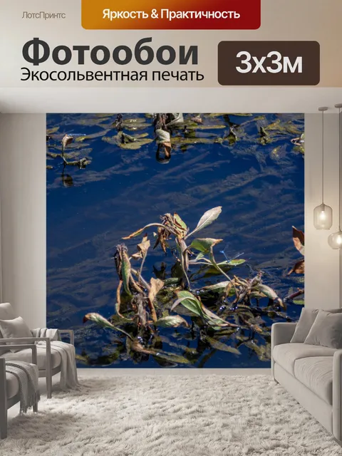Фотообои лазурная красотка на водно-болотных угод