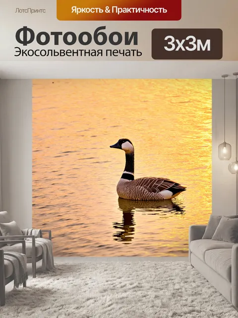 Фотообои гусак, ожидающий своего времени на берегу реки в золотом свете заката, отражения в воде создают теплую…