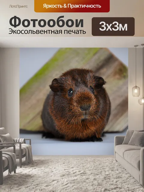 Фотообои Морская свинка