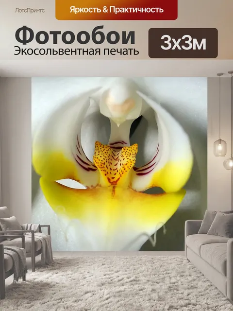 Фотообои Орхидея