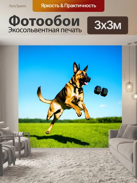 Фотообои изображение бельгийской овчарки малинуа
