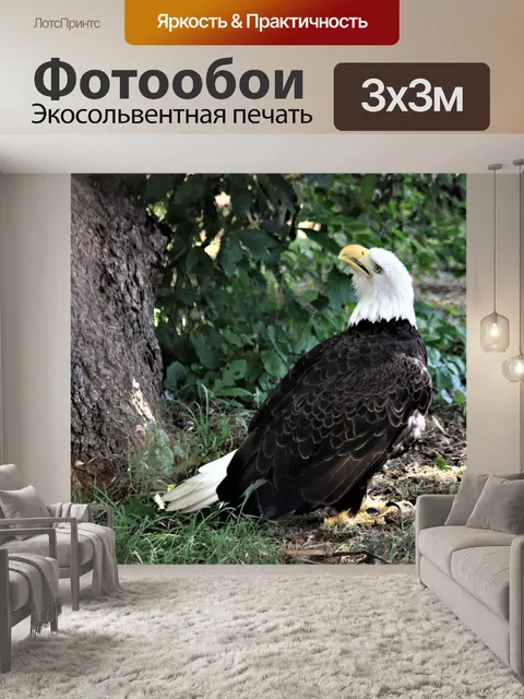 Фотообои Белоголовый орлан на земле, глядя вверх