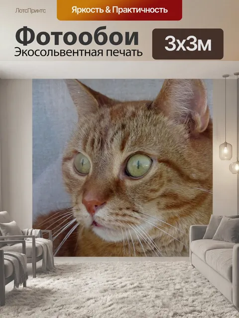 Фотообои Имбирь Том Кот