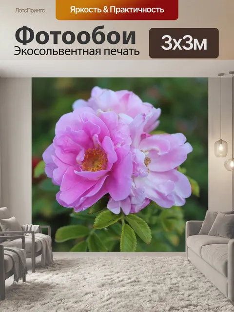 Фотообои Чайная роза