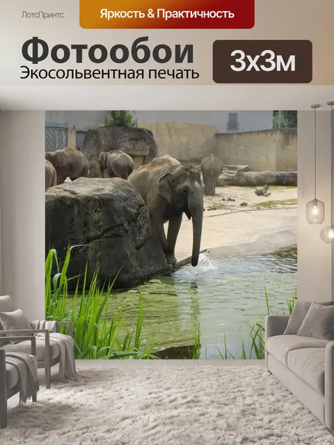 Фотообои Слон
