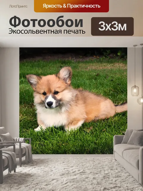Фотообои Вельш корги