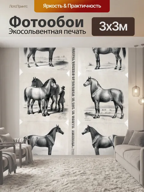 Фотообои Породы лошадей