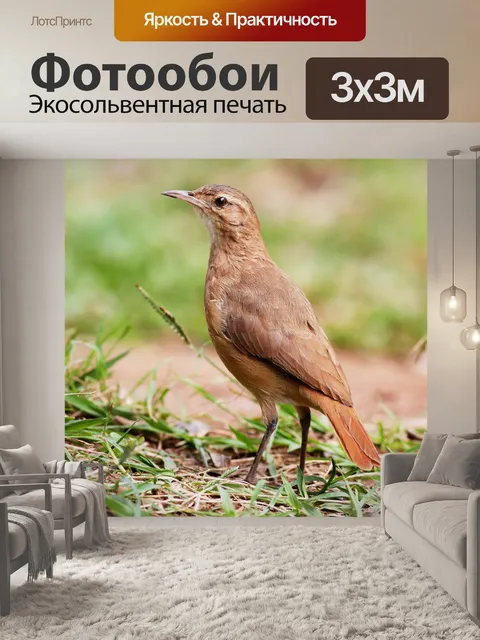 Фотообои Руфус хорнеро