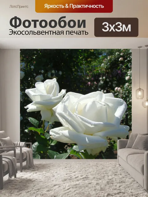 Фотообои Белая роза