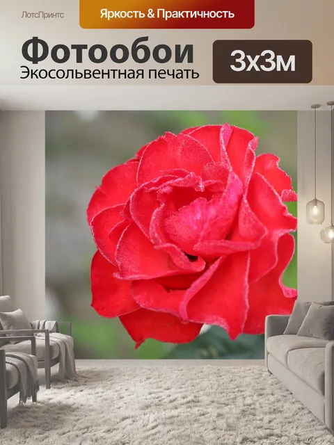 Фотообои Туман красная роза