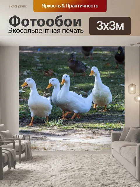 Фотообои Три утки