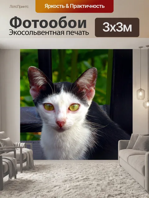 Фотообои Кот