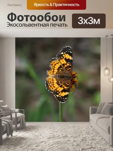 Фотообои Серебристая бабочка шапочка