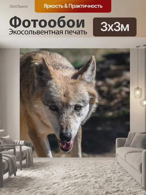 Фотообои Волк
