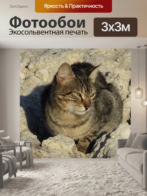 Фотообои Кошка