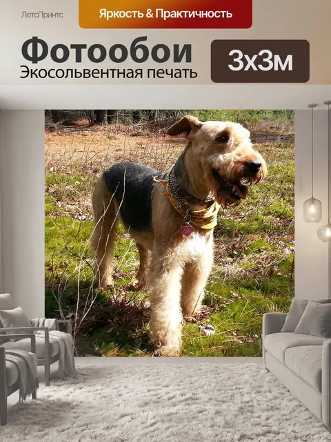 Фотообои Эрдельтерьер