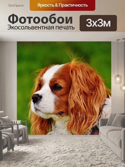 Фотообои Собака