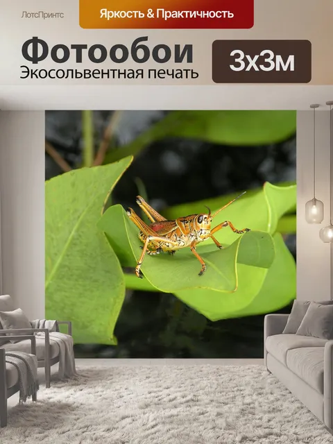 Фотообои Кузнечик