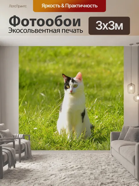 Фотообои Кот
