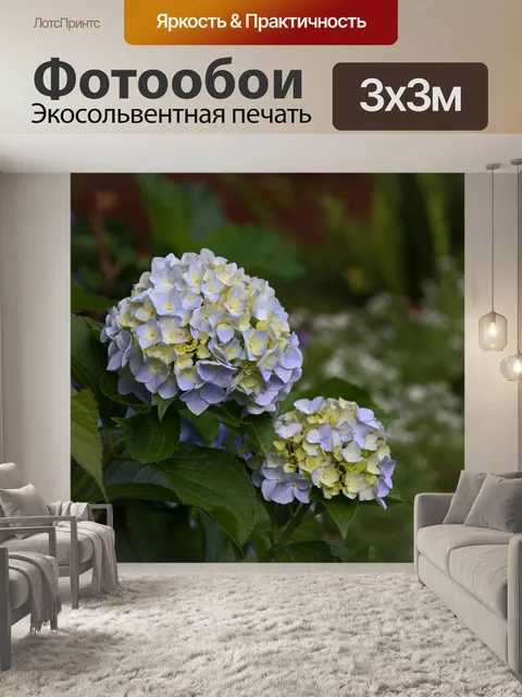 Фотообои Голубые цветочные головки гортензии