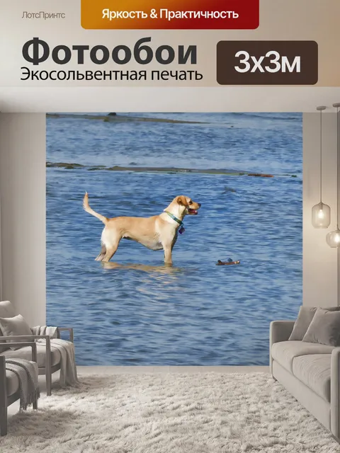Фотообои Собака в воде